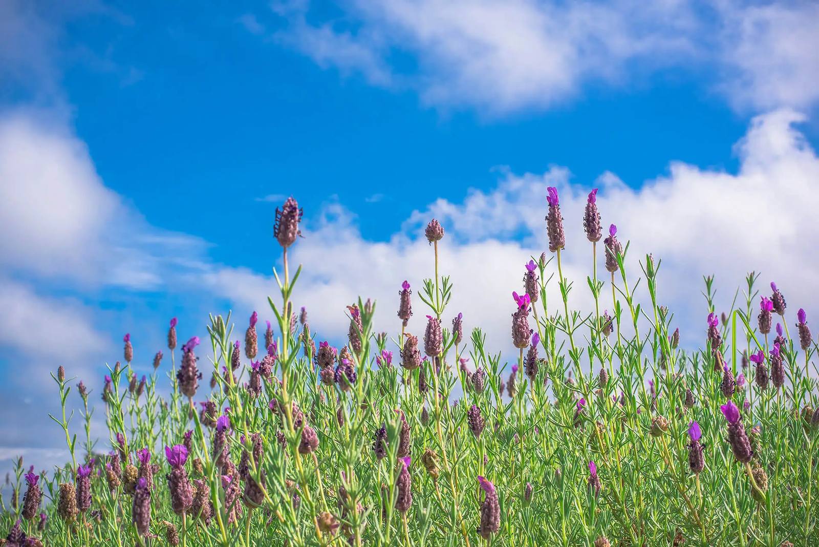 Aliʻi Kula Lavender Farm