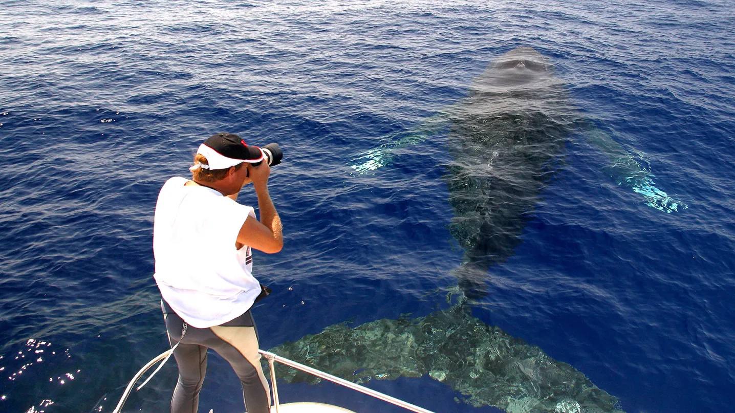 Whale Watching Season Guide: Best Months, Spots, and Boat Tours Across the Islands