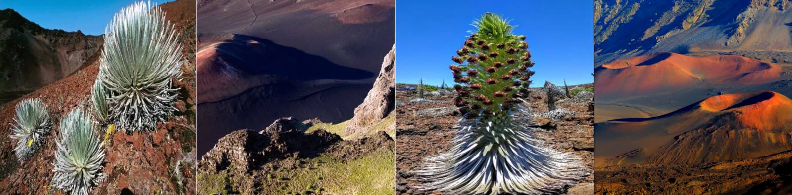 Maui Accessible Options